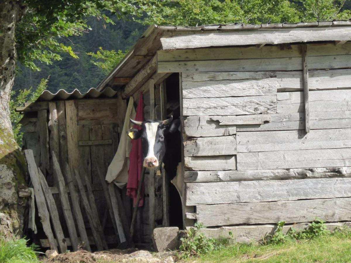 Rakovic Katun - Biogradska Gora Accomodation Villa Berane Bagian luar foto